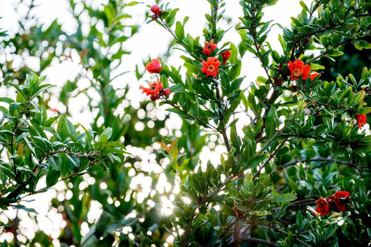 Santa Potenza Felline エクステリア 写真
